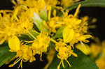 Ouachita Mountain goldenrod